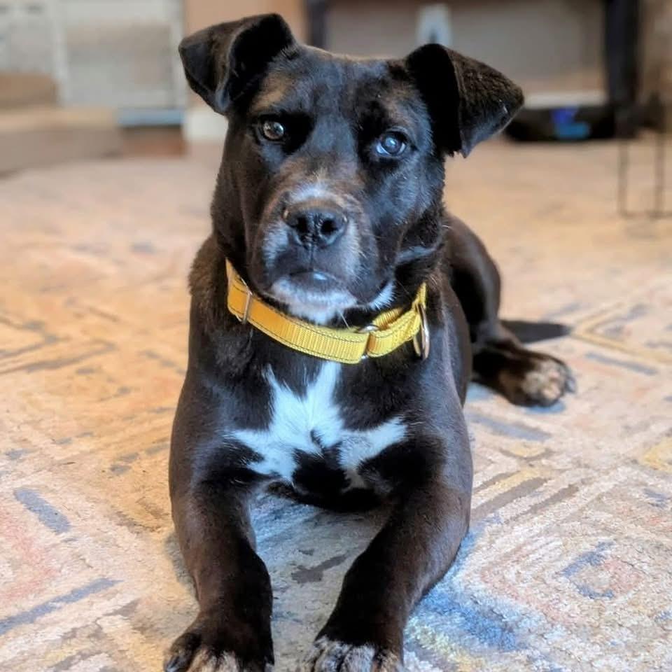 London, Adoptable, Young Female Pit Bull Terrier.