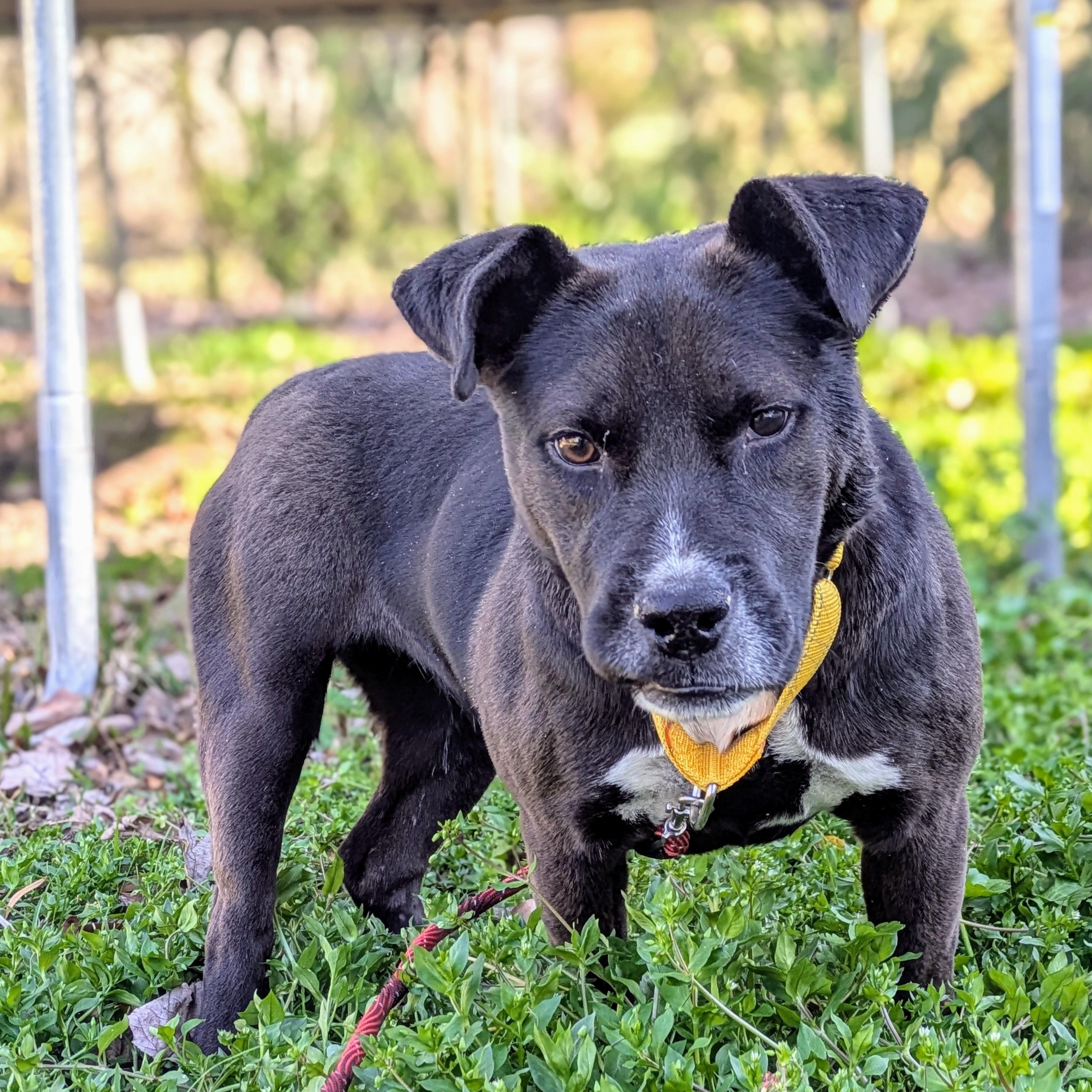 Enlarge London, a Adoptable mixed breed in Ladson, SC image 5/5