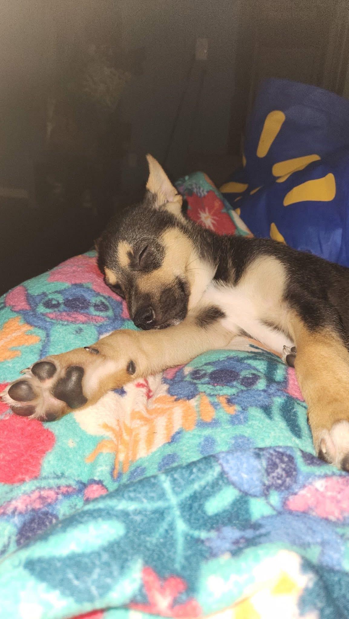 Enlarge Cadbury, an adopted mixed breed in Jackson , NJ image 2/2