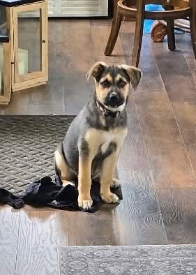 Enlarge Cadbury, an adopted mixed breed in Jackson , NJ image 1/2