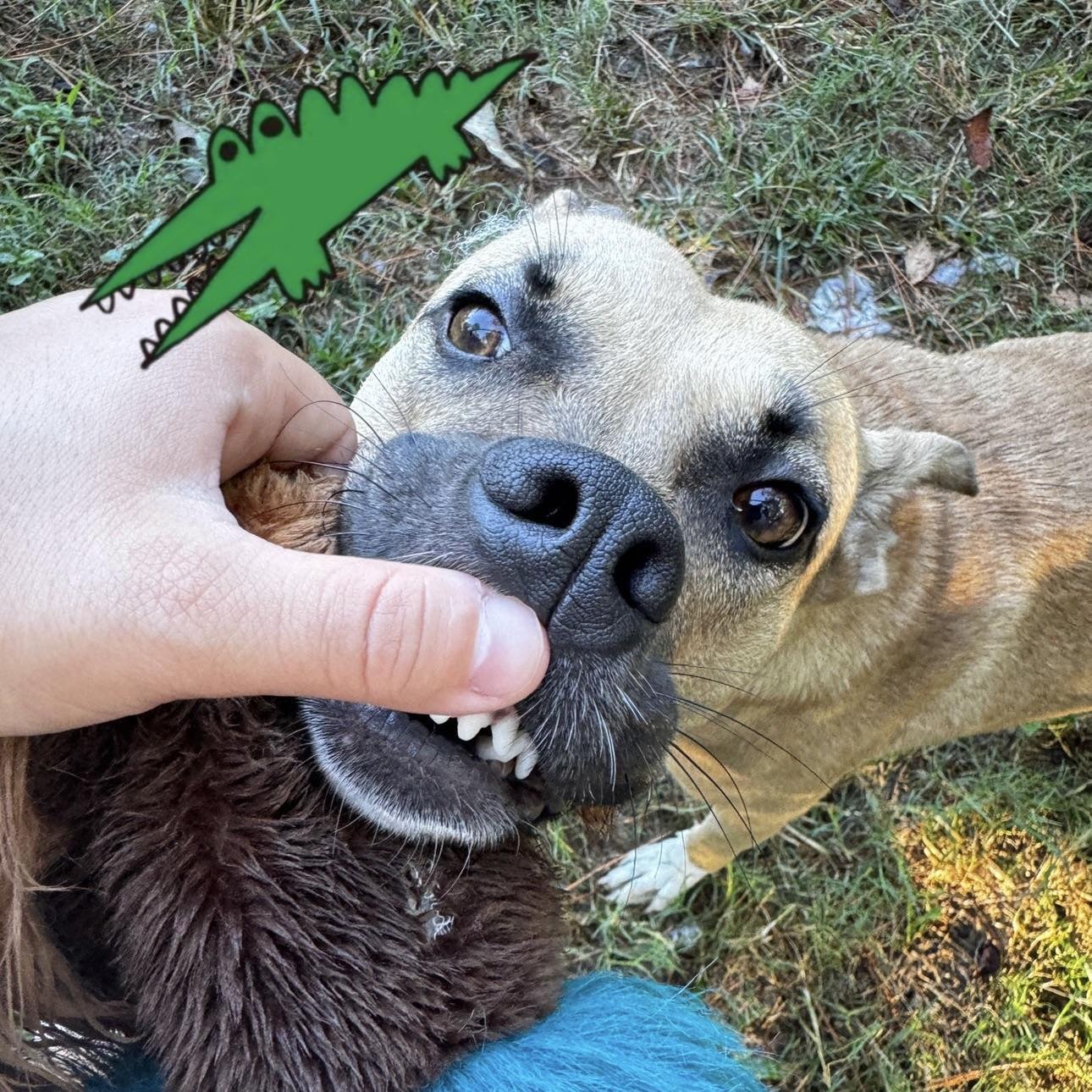 Cholula, Adoptable, Young Female Black Mouth Cur.