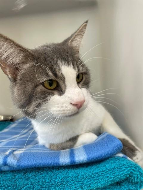 Mike, Adoptable, Adult Male Domestic Short Hair.