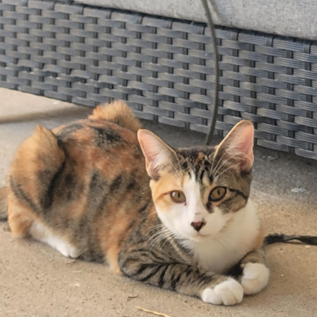 Tiana, Adoptable, Young Female Domestic Short Hair.
