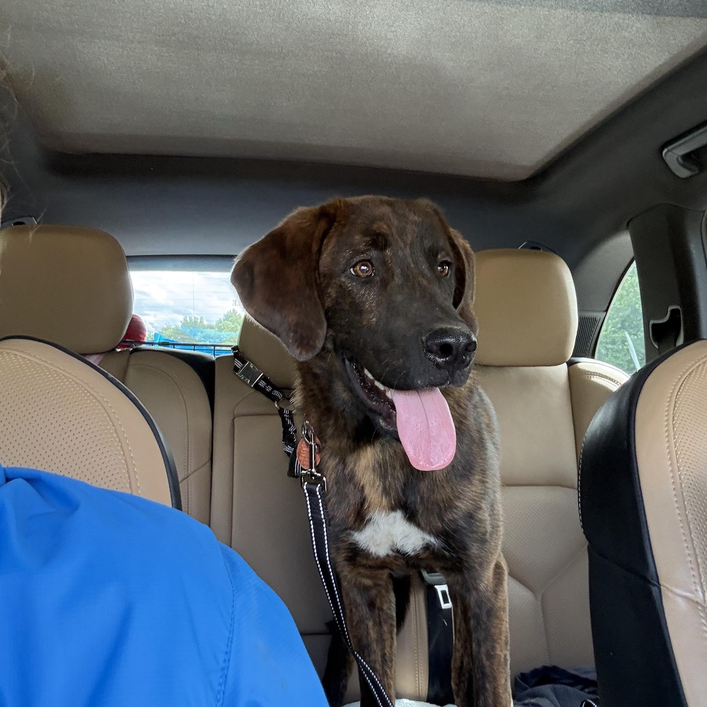 Wiley, an adopted Anatolian Shepherd in Brentwood, TN image 2/3