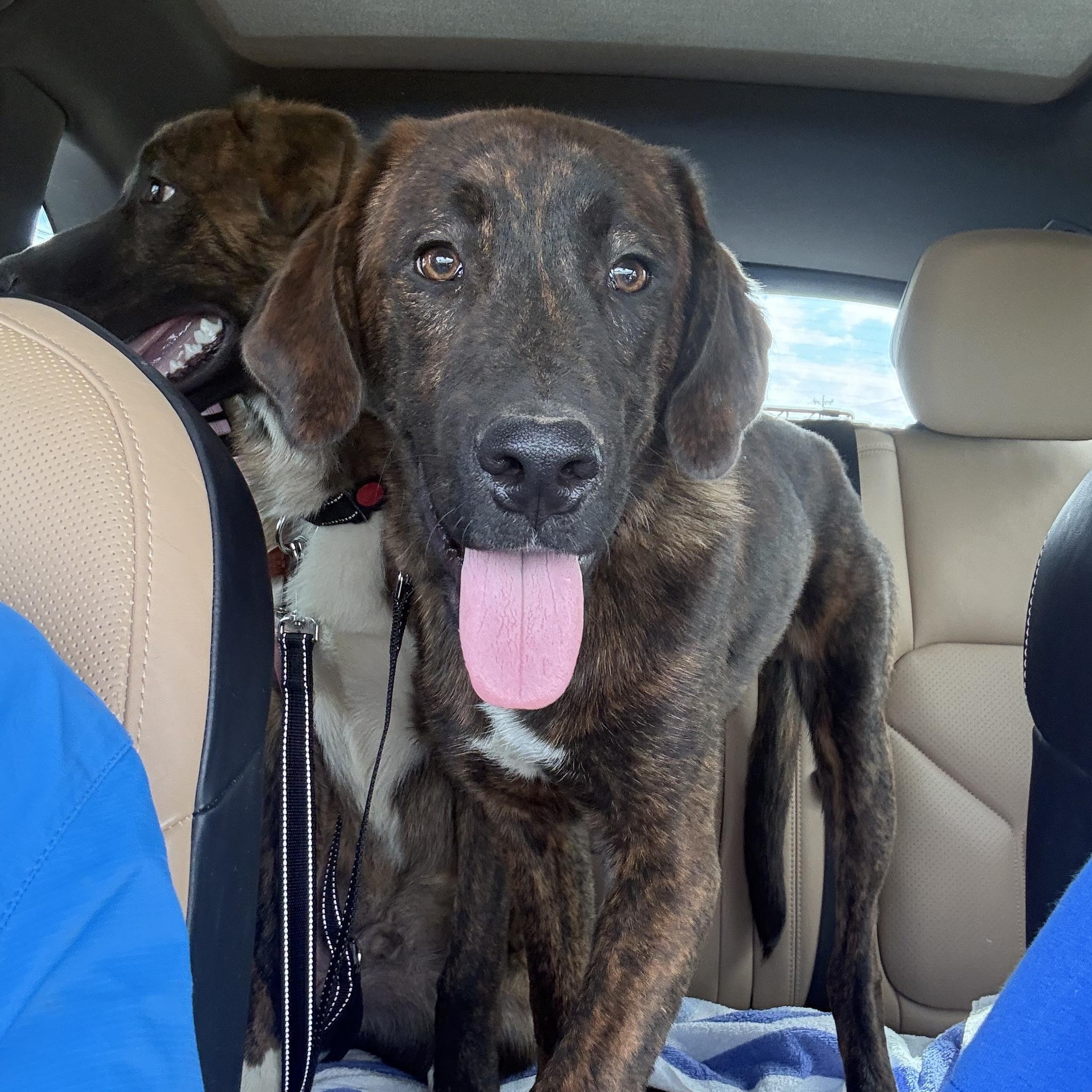 Wiley, an adopted Anatolian Shepherd in Brentwood, TN image 1/3