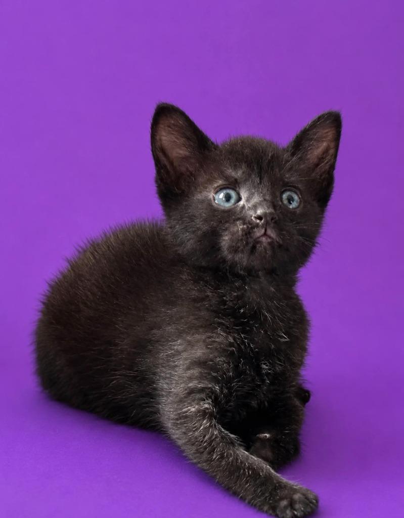 Sassy McFluff, Adoptable, Kitten Female Domestic Short Hair.