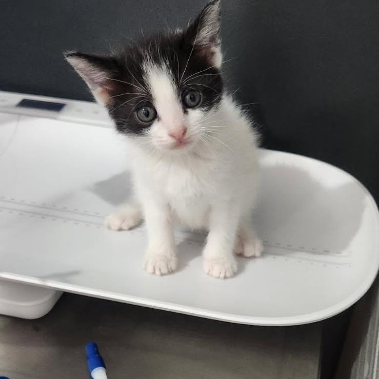Tigernut, Adoptable, Kitten Female Domestic Medium Hair.