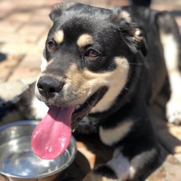 Nala - Home to Home, Adoptable, Senior Female Pit Bull Terrier & German Shepherd Dog.