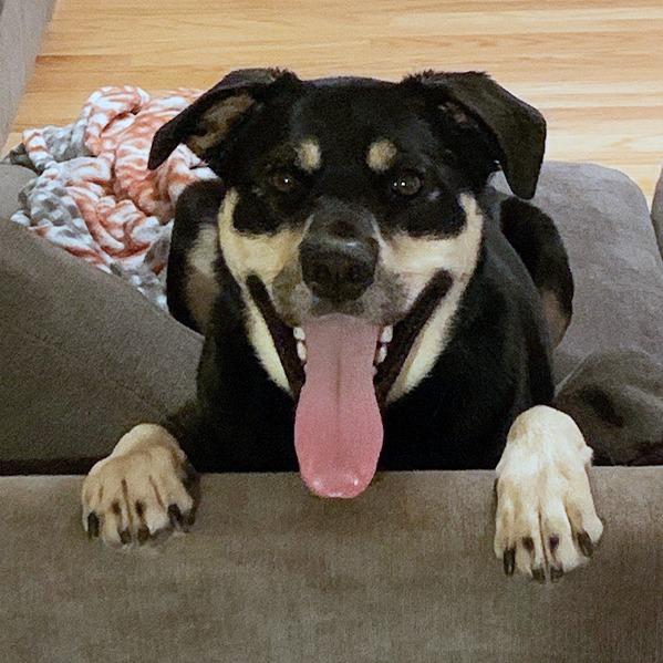 Nala - Home to Home, a Adoptable mixed breed in South Elgin, IL image 3/4