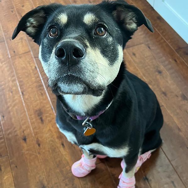 Nala - Home to Home, a Adoptable mixed breed in South Elgin, IL image 4/4