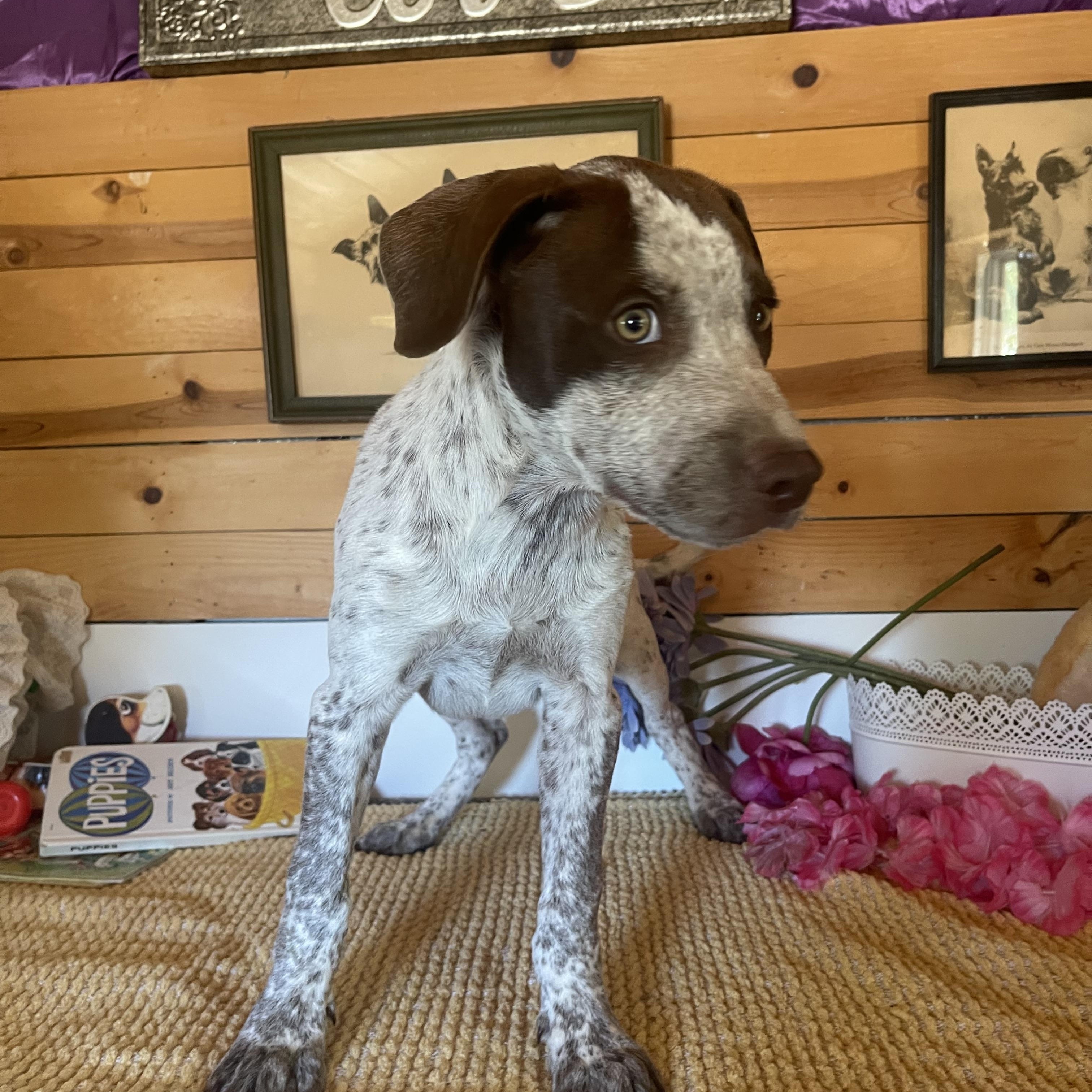 Luke, a ADOPTABLE mixed breed in Vacaville, CA image 5/6