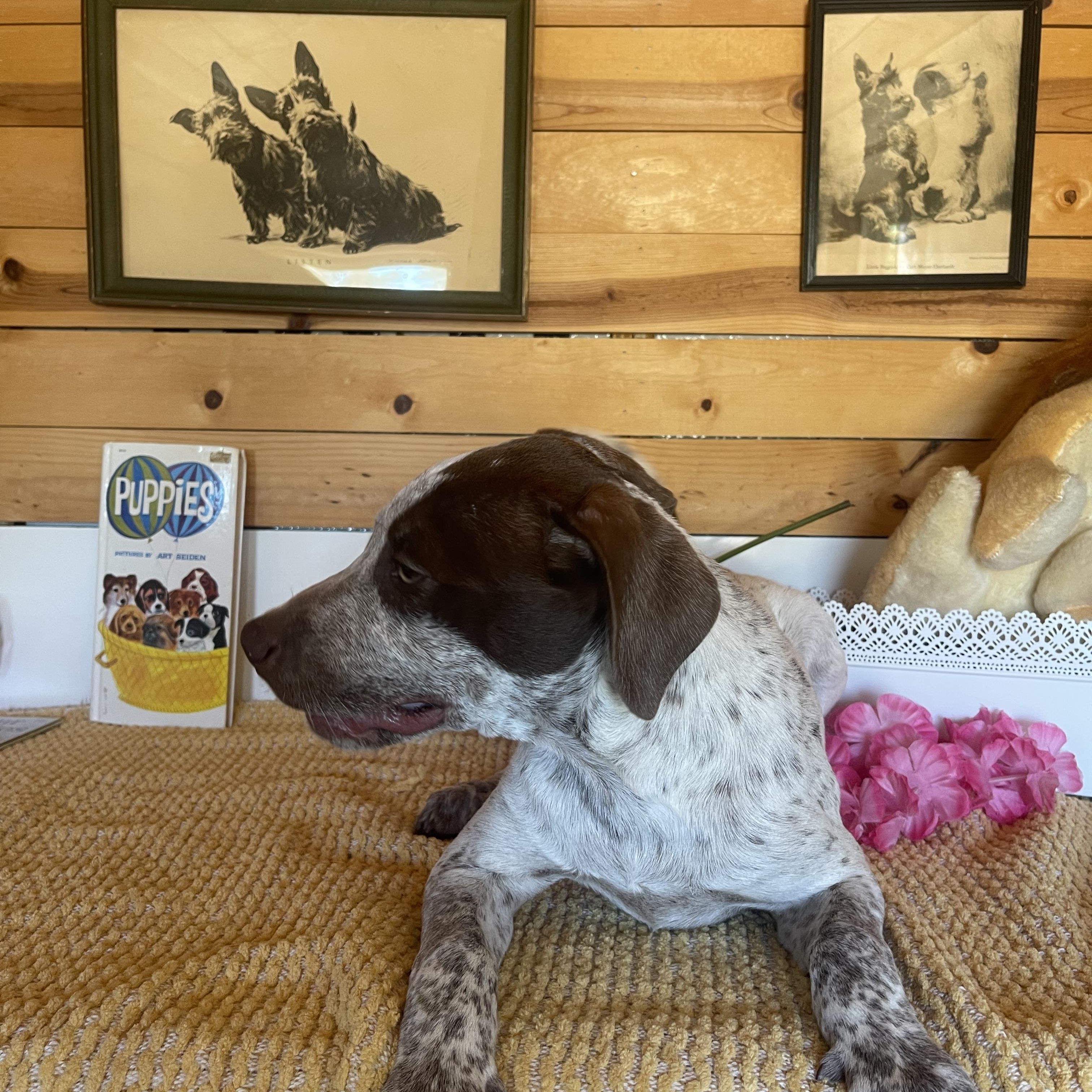 Luke, a ADOPTABLE mixed breed in Vacaville, CA image 3/6