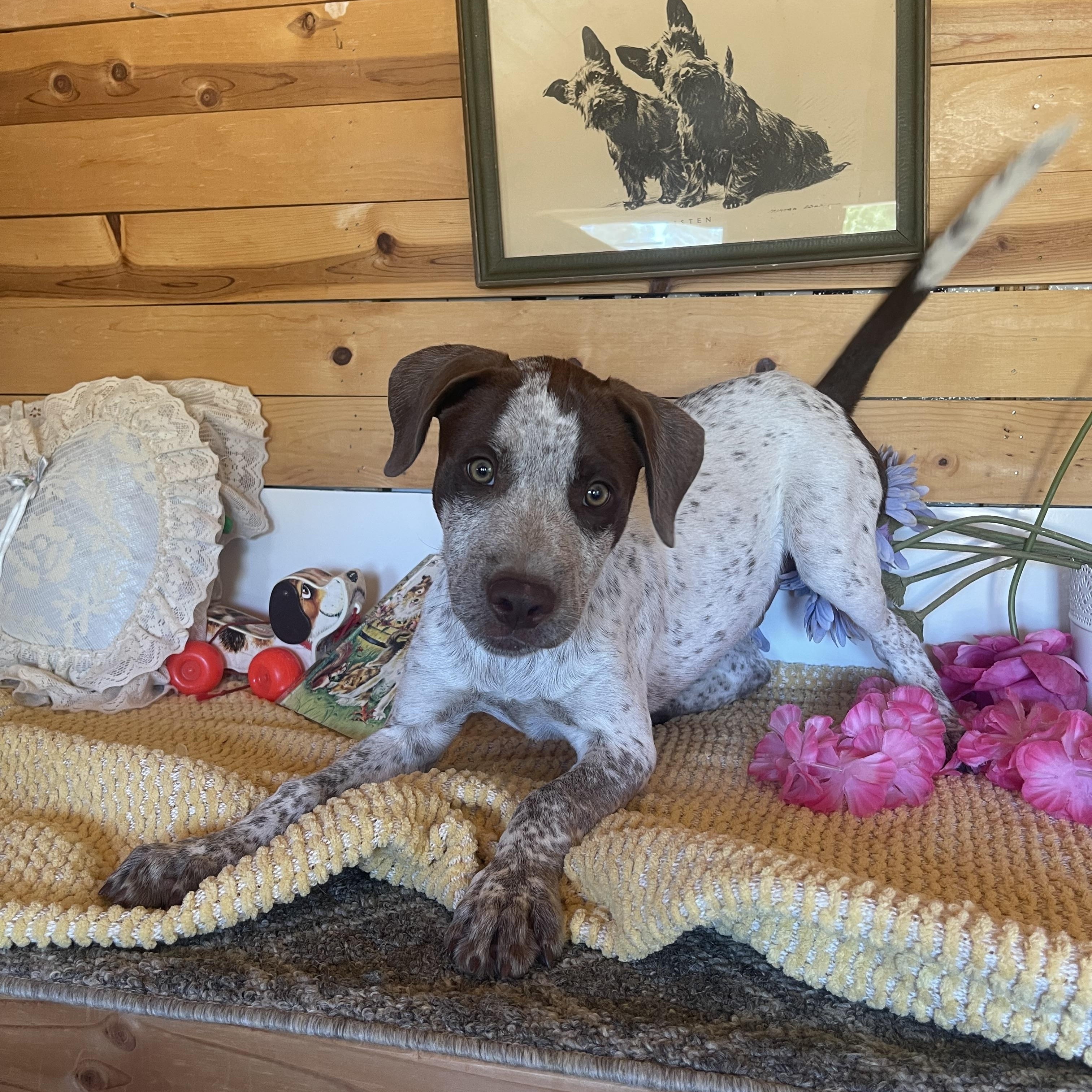 Luke, a ADOPTABLE mixed breed in Vacaville, CA image 4/6