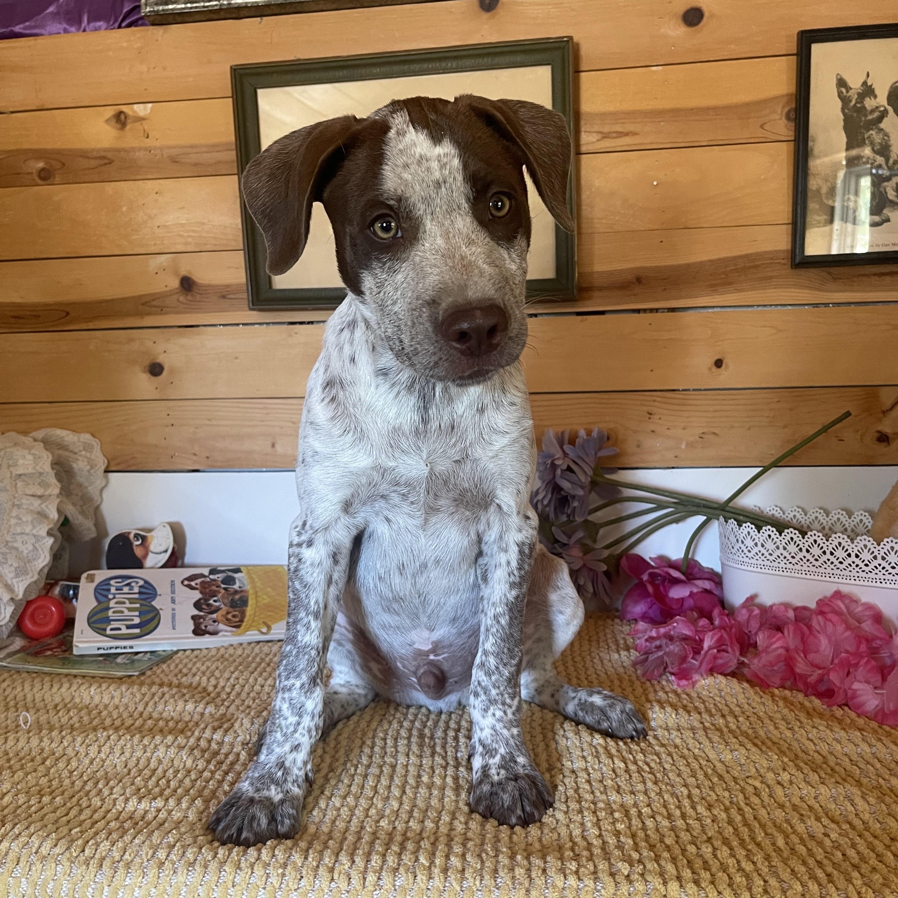 Luke, a ADOPTABLE mixed breed in Vacaville, CA image 1/6