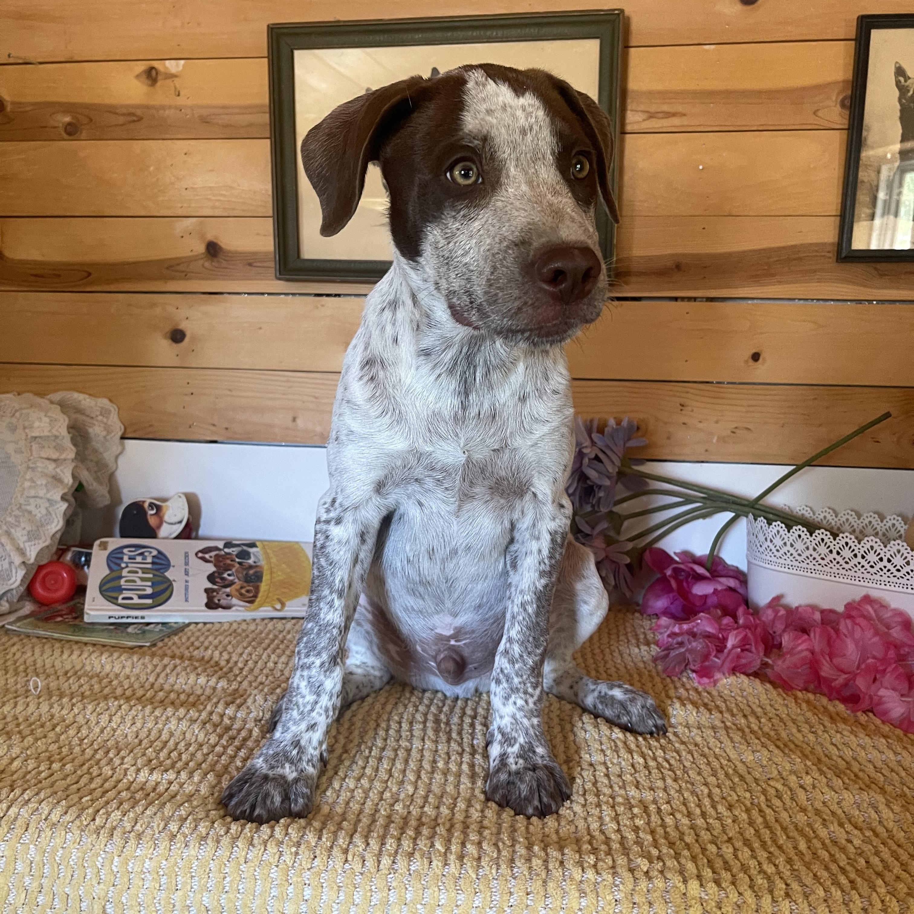 Luke, a ADOPTABLE mixed breed in Vacaville, CA image 2/6