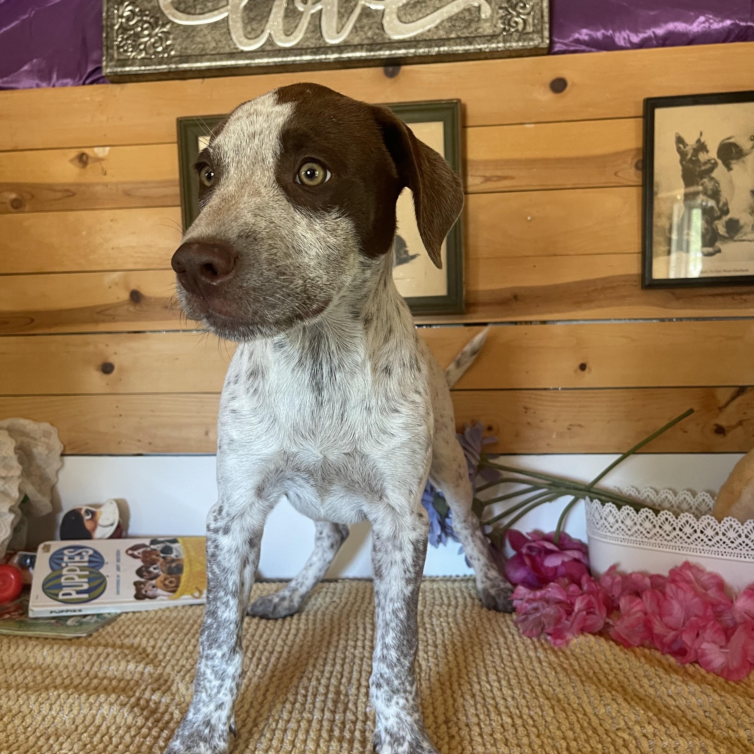 Luke, a ADOPTABLE mixed breed in Vacaville, CA image 6/6