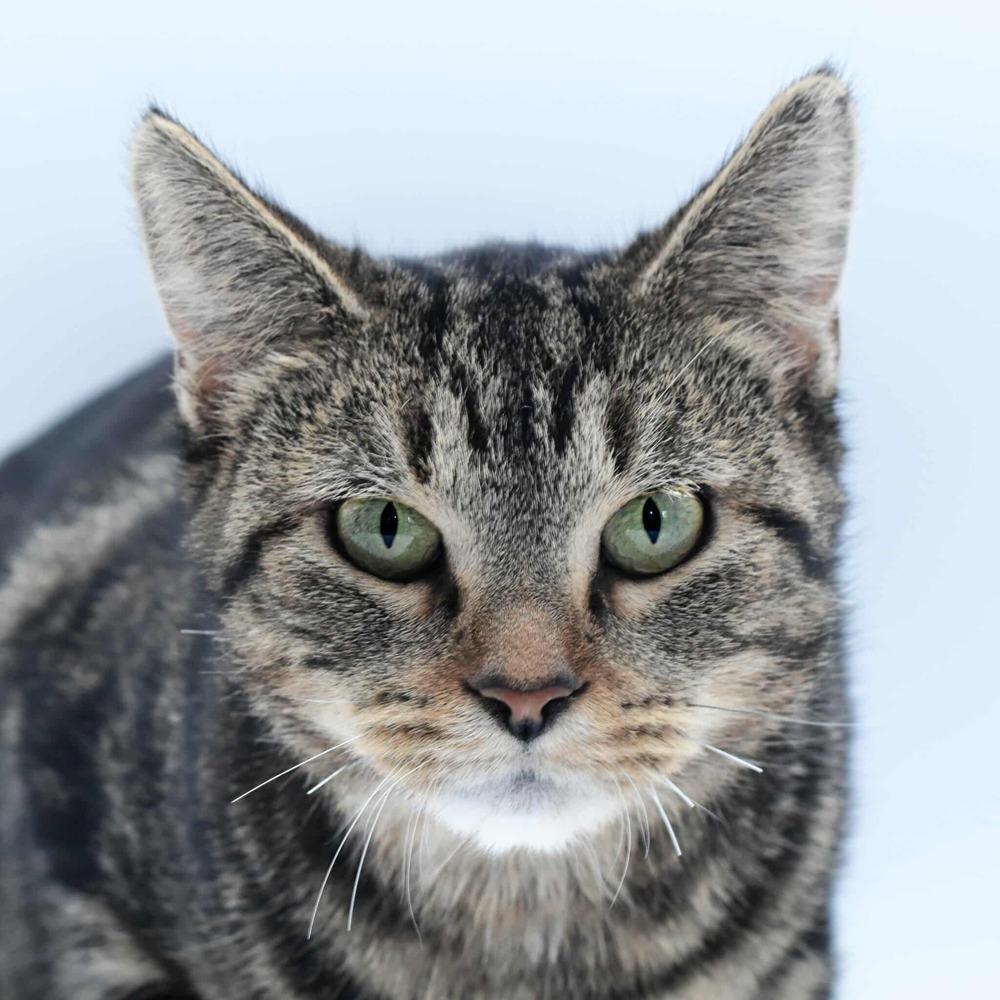 Enlarge Emma, a Adoptable mixed breed in Homer Glen, IL image 2/5