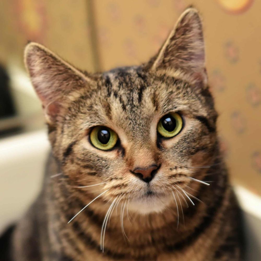 Enlarge Emma, a Adoptable mixed breed in Homer Glen, IL image 3/5