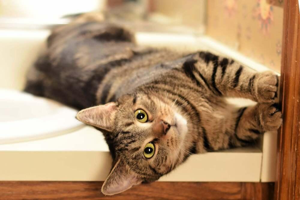 Enlarge Emma, a Adoptable mixed breed in Homer Glen, IL image 4/5