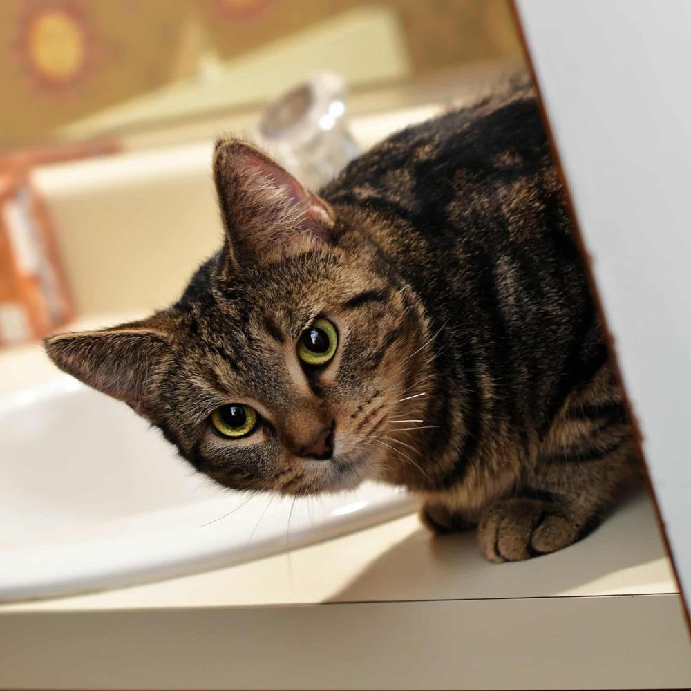 Enlarge Emma, a Adoptable mixed breed in Homer Glen, IL image 5/5