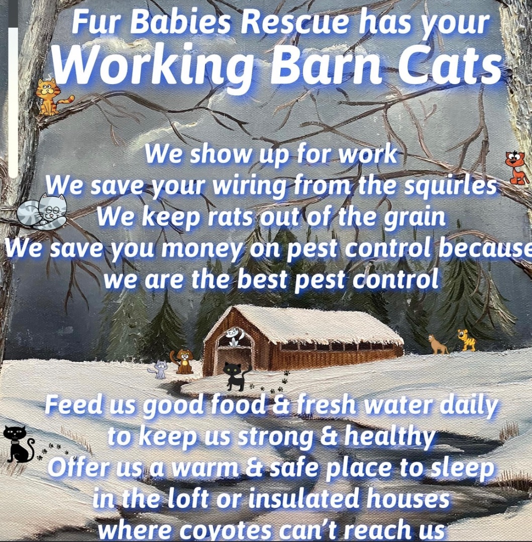 Logan and Dusty (Barn Cats-Bonded Pair), a Adoptable Domestic Short Hair in Hickory, NC image 4/4