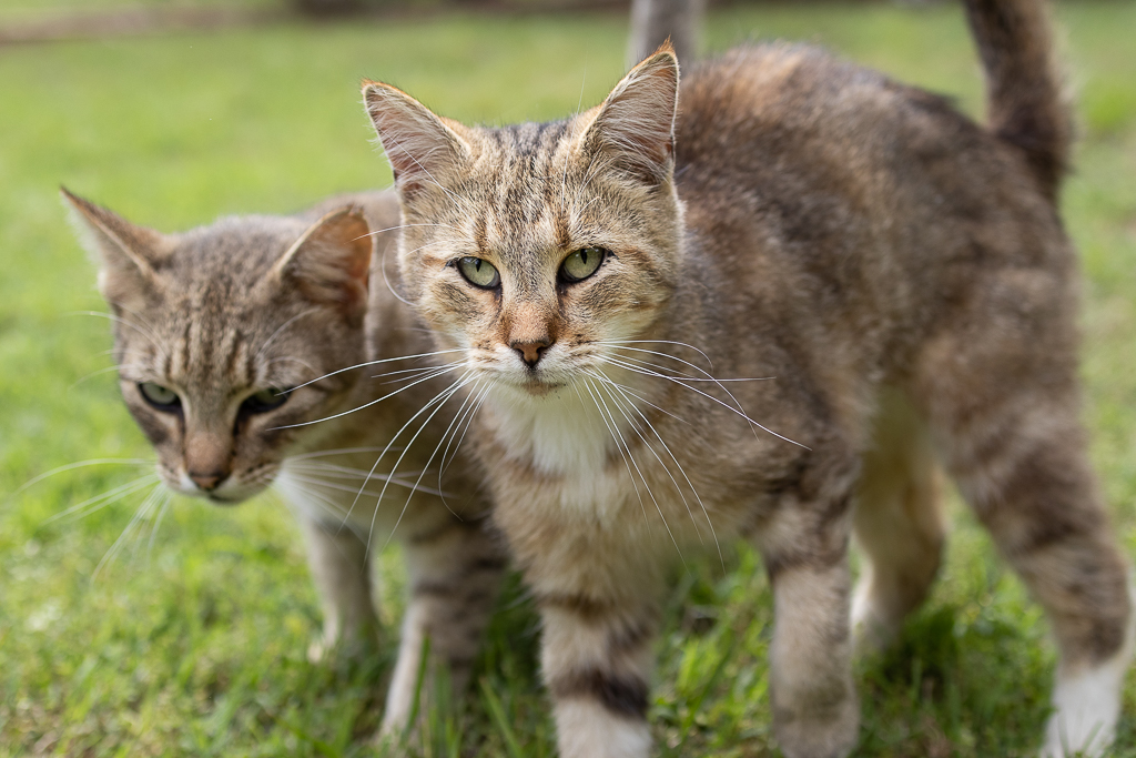 Logan and Dusty (Barn Cats-Bonded Pair), a Adoptable Domestic Short Hair in Hickory, NC image 1/4