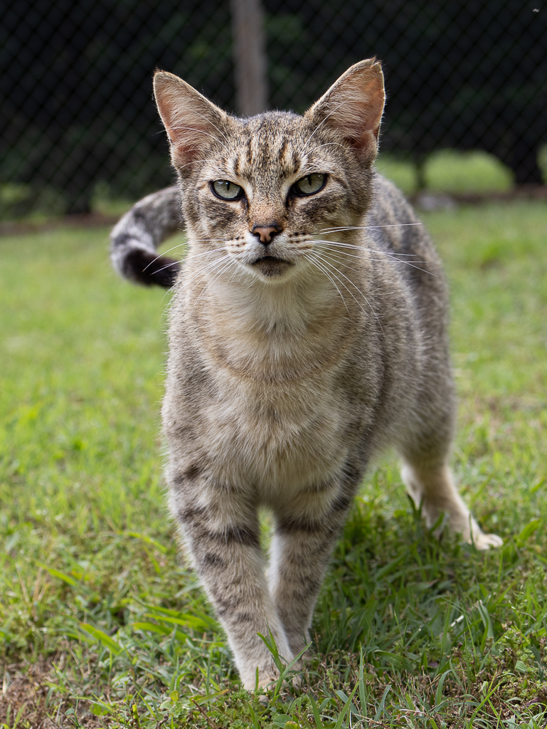 Logan and Dusty (Barn Cats-Bonded Pair), a Adoptable Domestic Short Hair in Hickory, NC image 2/4