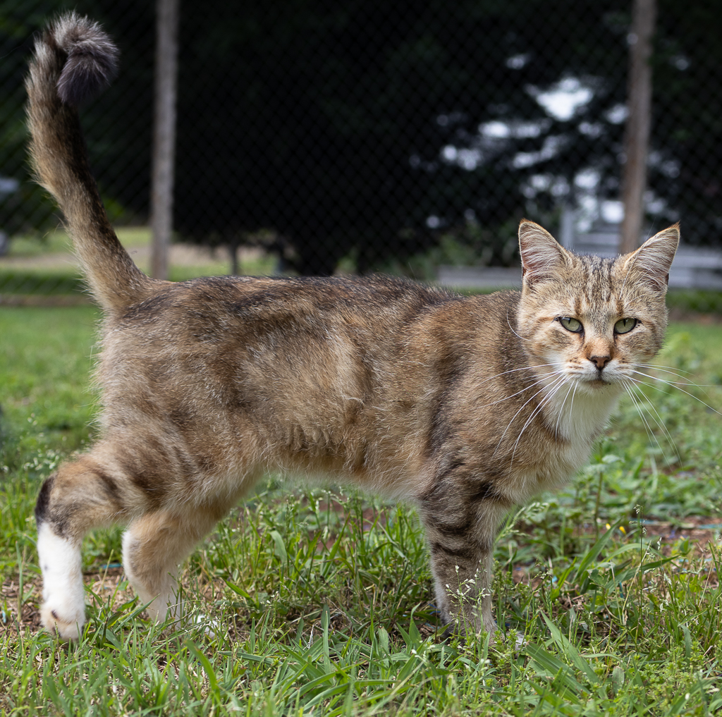 Logan and Dusty (Barn Cats-Bonded Pair), a Adoptable Domestic Short Hair in Hickory, NC image 3/4