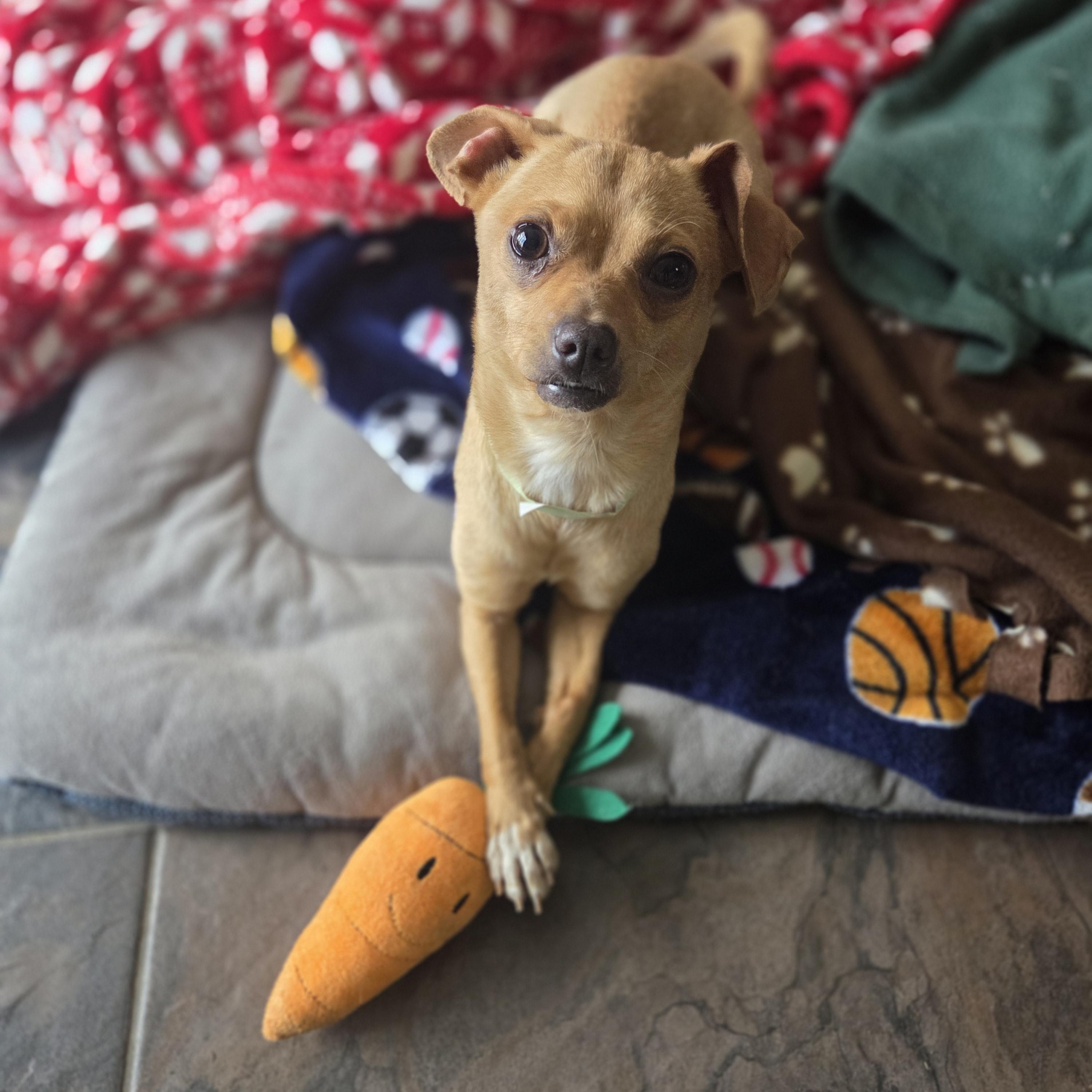 Enlarge Adoption pending Phoebe, an adopted mixed breed in Carr, CO image 1/3