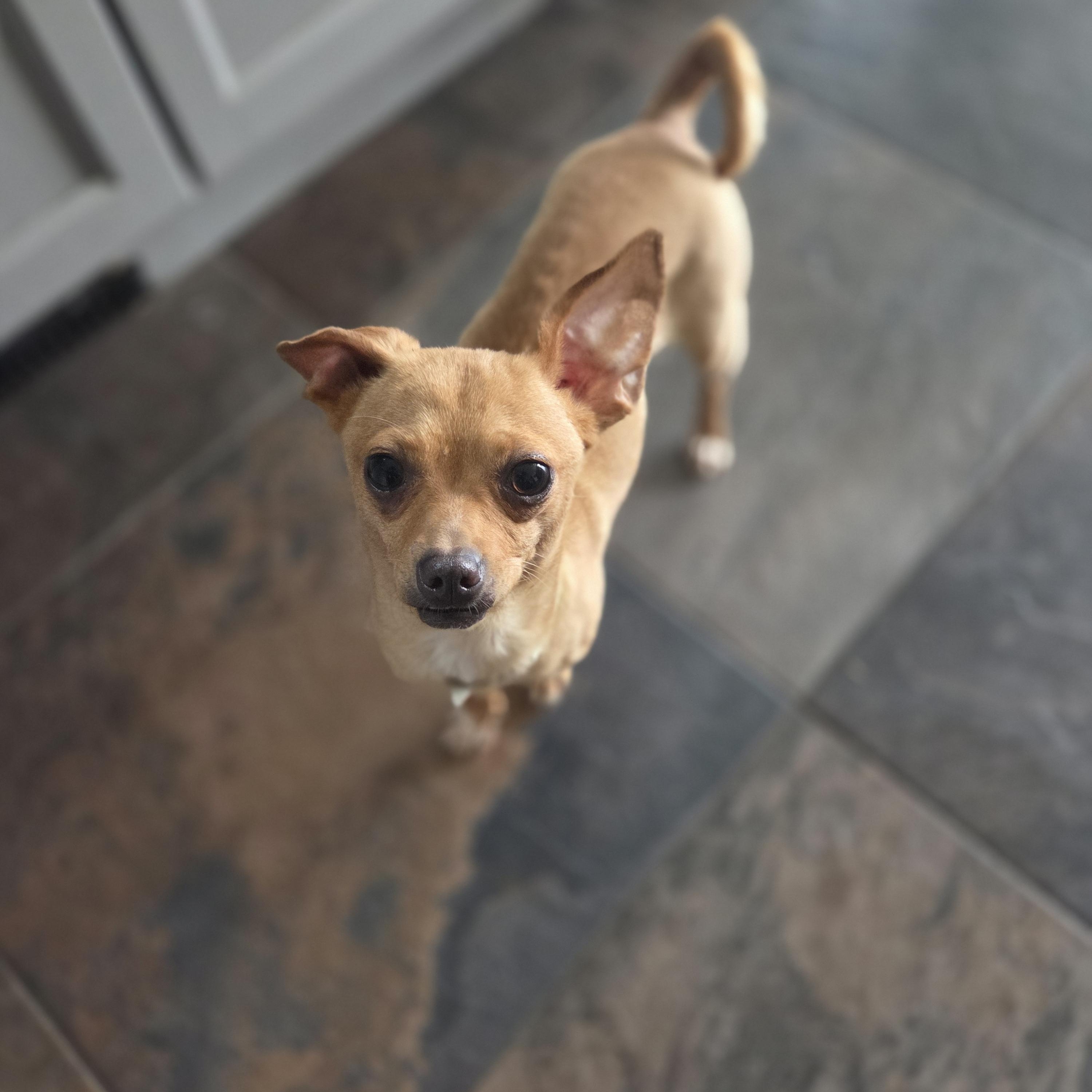 Enlarge Adoption pending Phoebe, an adopted mixed breed in Carr, CO image 2/3