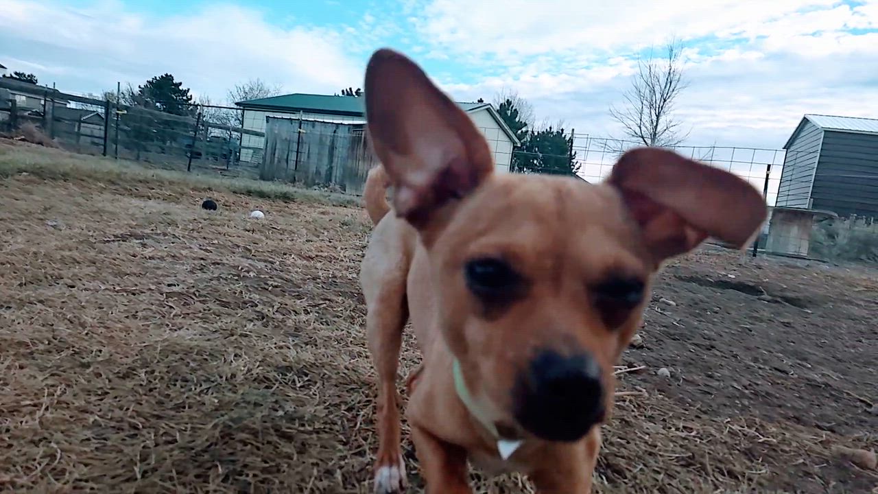 Enlarge Adoption pending Phoebe, an adopted mixed breed in Carr, CO video 3/3