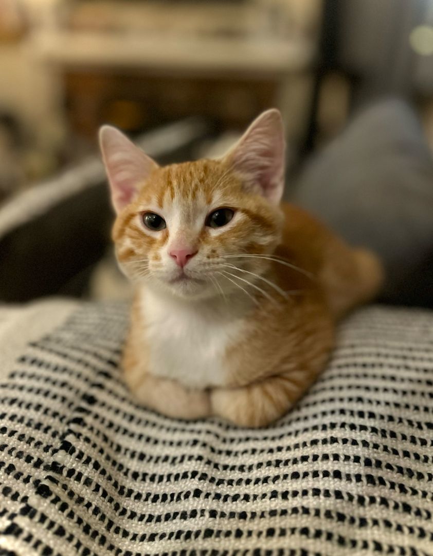 Toast, Adopted, Kitten Male Domestic Short Hair.