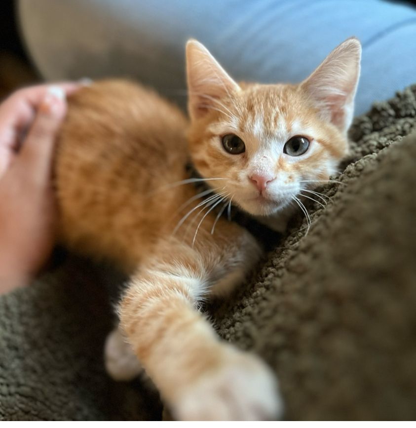 Enlarge Toast, a Adopted Domestic Short Hair in Riverside, CA image 2/3