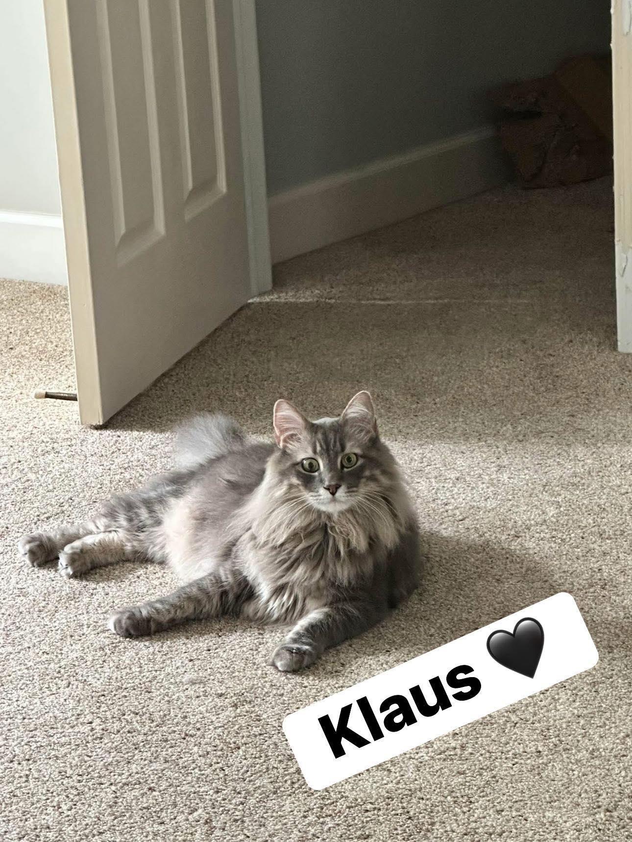 Enlarge Klaus, a ADOPTABLE mixed breed in Clarksville, TN image 2/6