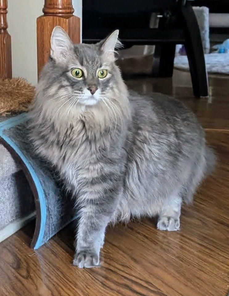 Enlarge Klaus, a ADOPTABLE mixed breed in Clarksville, TN image 5/6