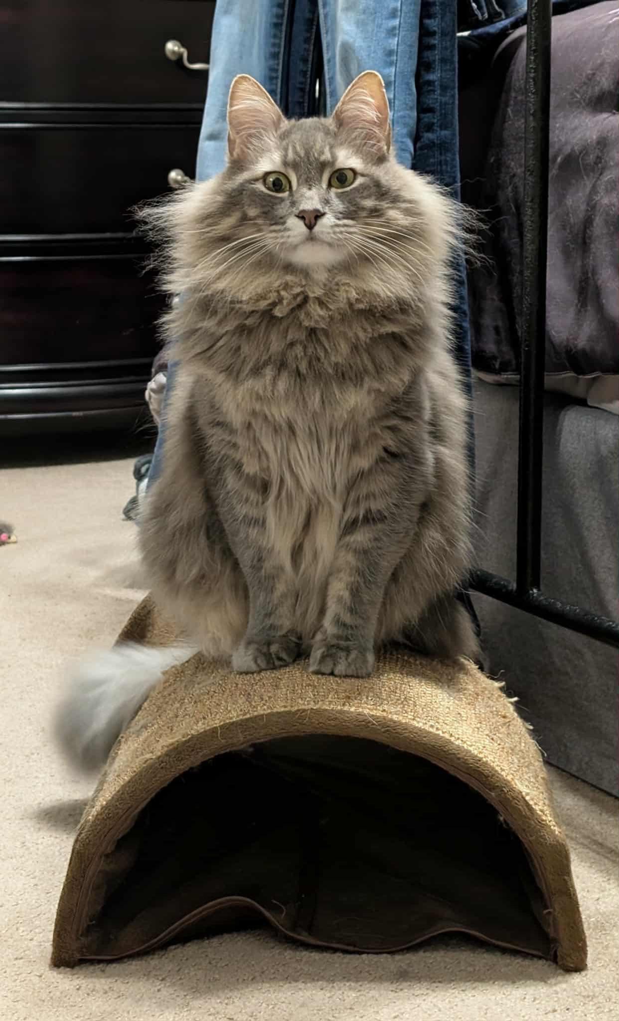 Klaus, ADOPTABLE, Adult Male Maine Coon.