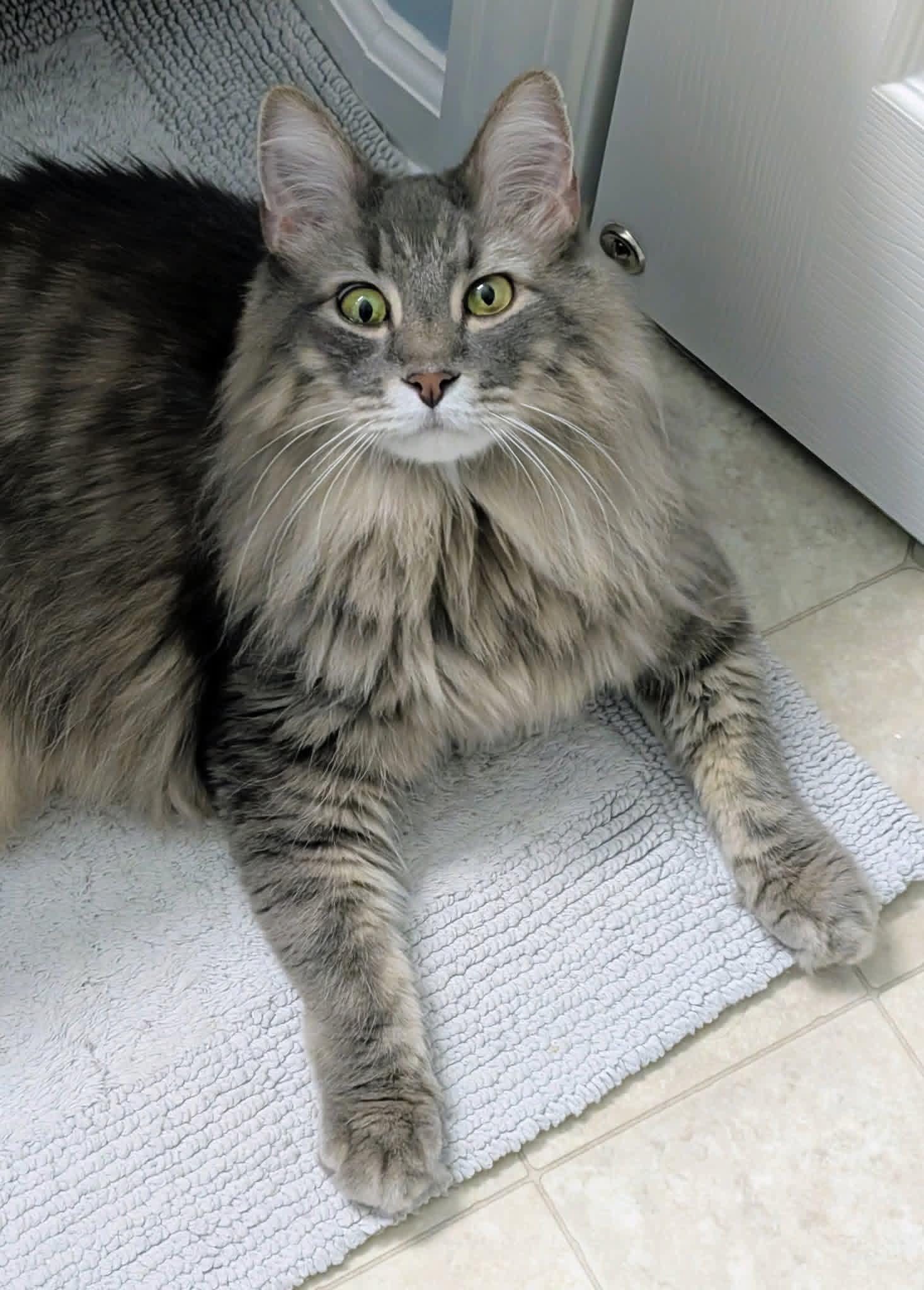 Enlarge Klaus, a ADOPTABLE mixed breed in Clarksville, TN image 4/6