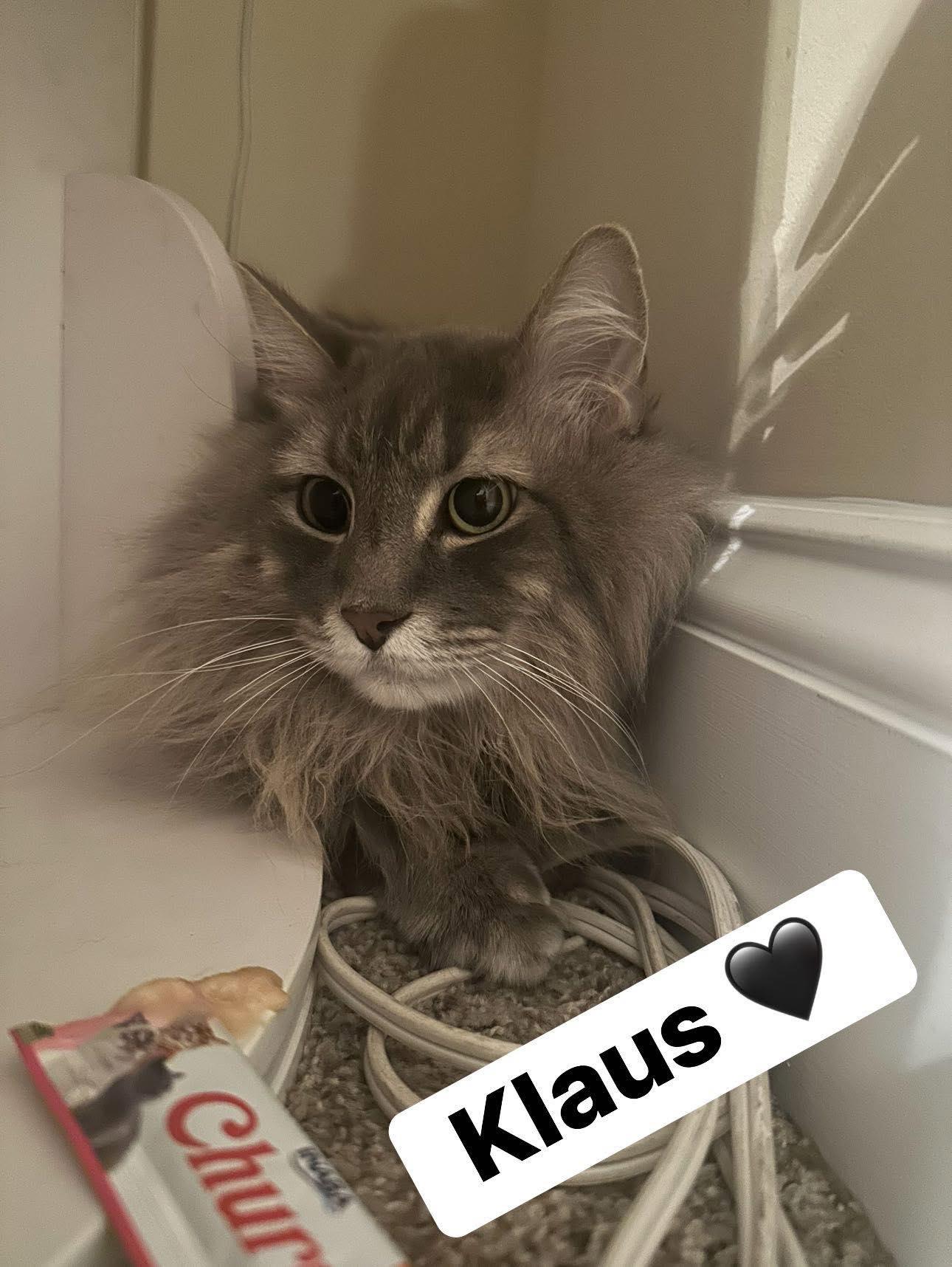 Enlarge Klaus, a ADOPTABLE mixed breed in Clarksville, TN image 3/6