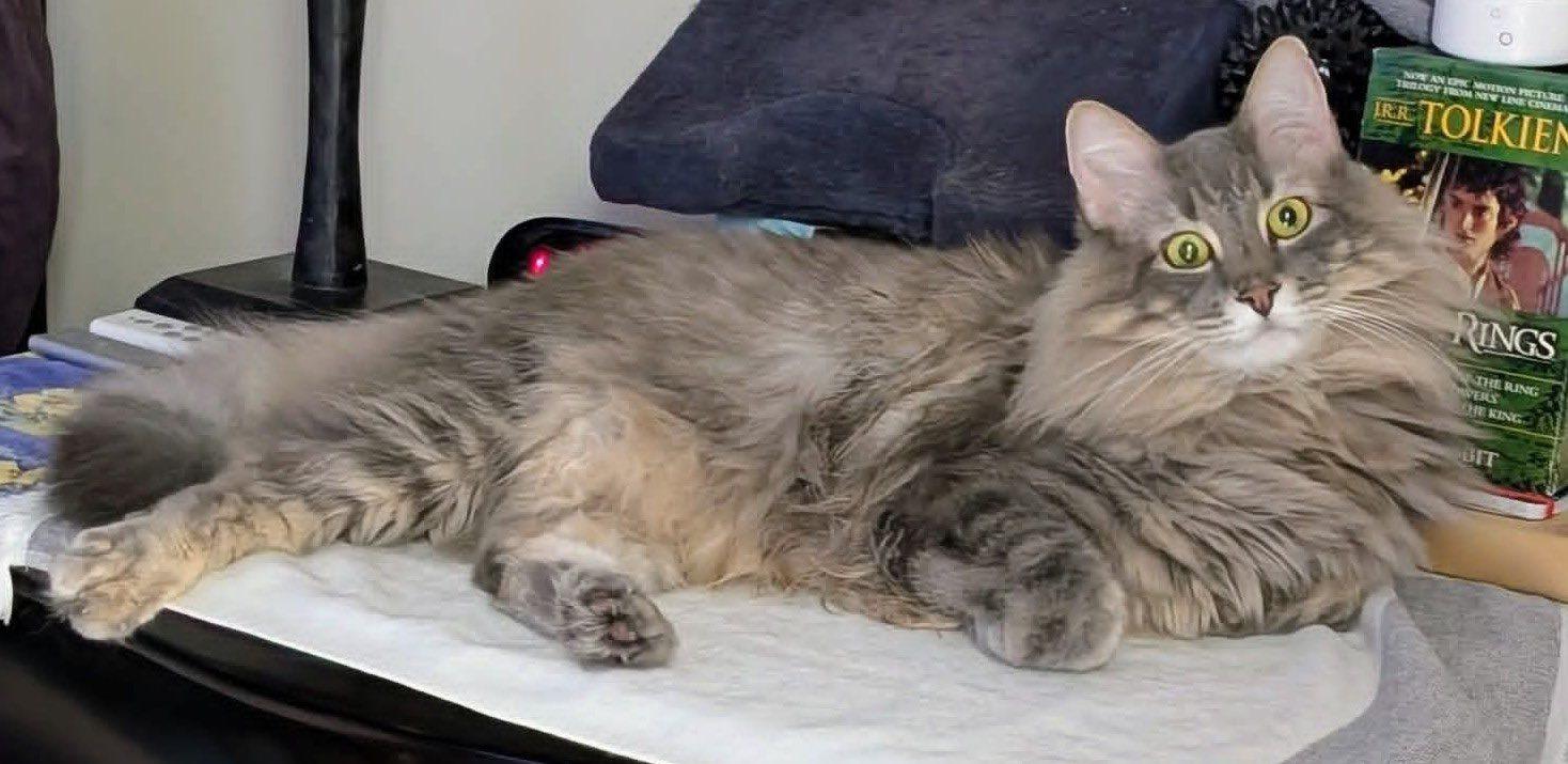 Enlarge Klaus, a ADOPTABLE mixed breed in Clarksville, TN image 6/6