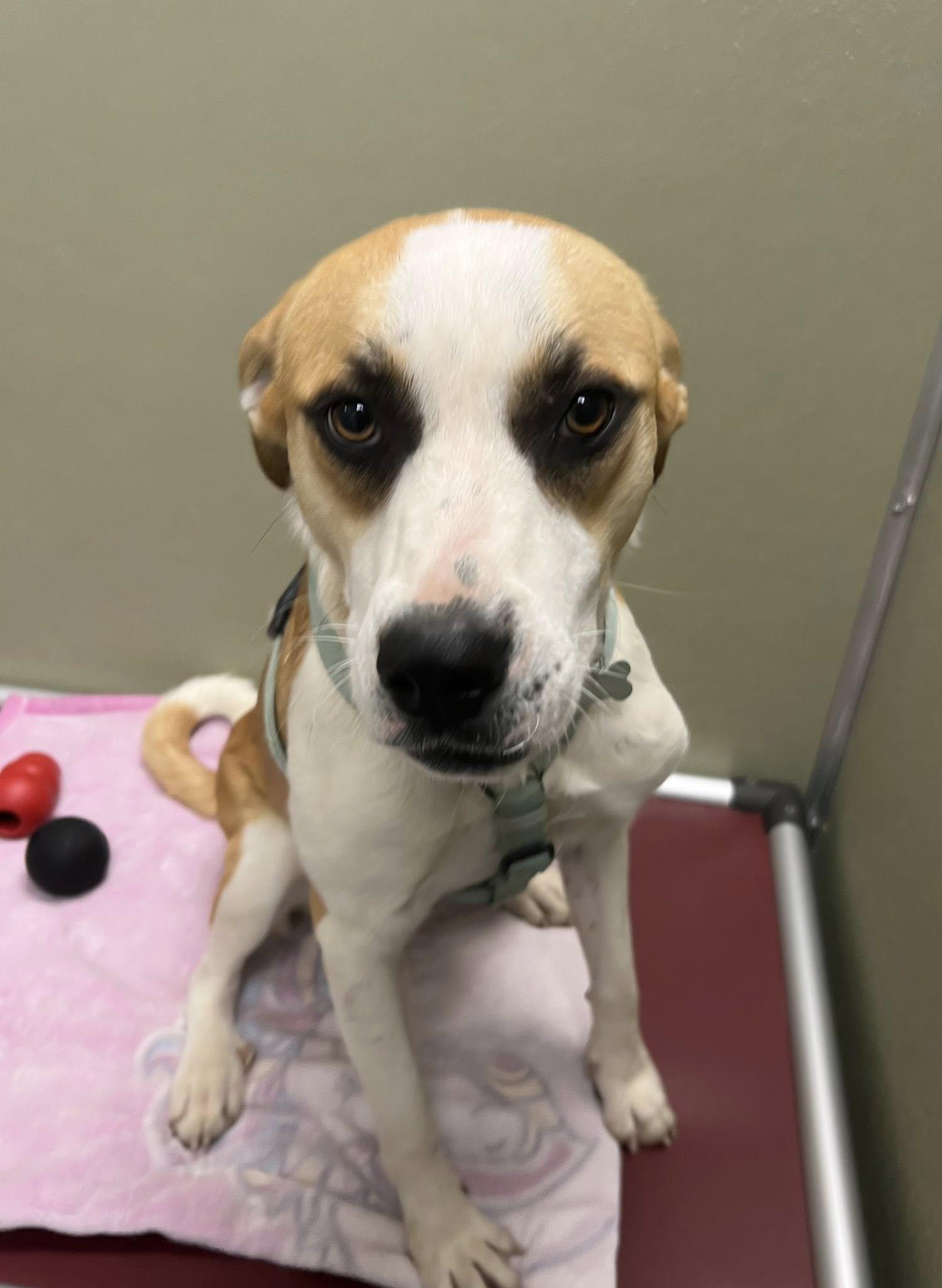 Eloise, adopted, Adult Female Mixed Breed.