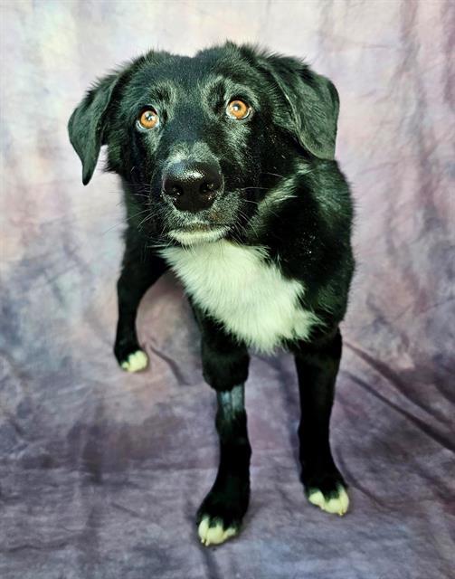 RUDY, Adoptable, Young Male Border Collie & Mixed Breed.