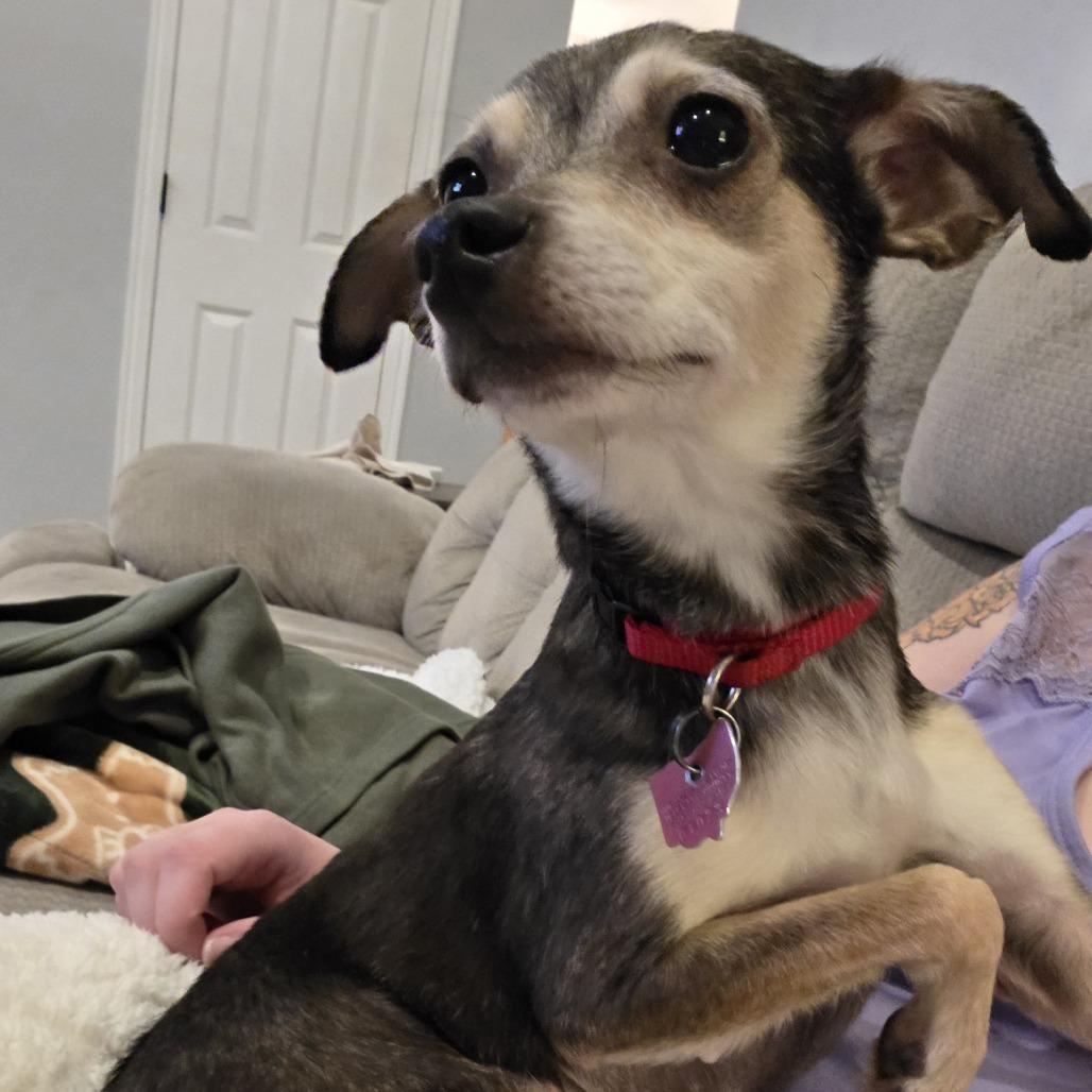 Chatty, Adoptable, Senior Female Rat Terrier.