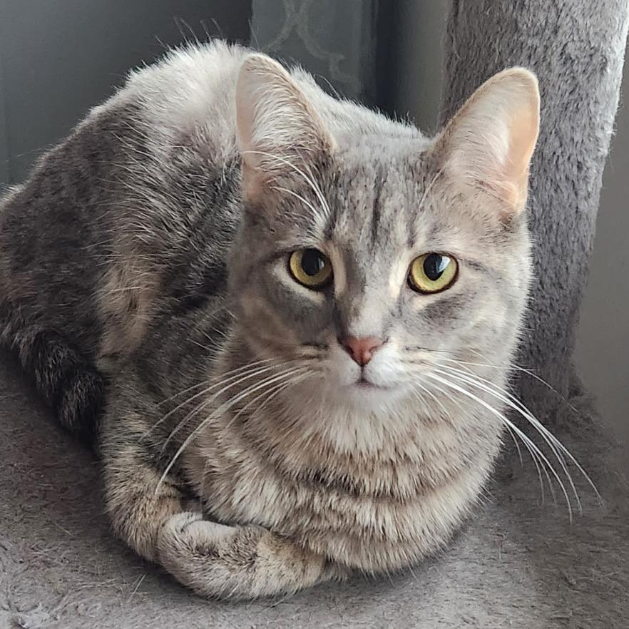 Enlarge Sable, a Adoptable Domestic Short Hair in Southington, OH image 1/4