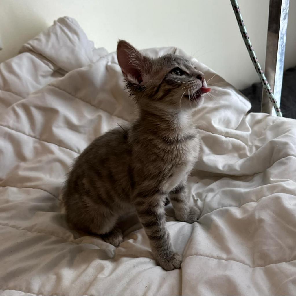 Sable, Adoptable, Young Female Domestic Short Hair.