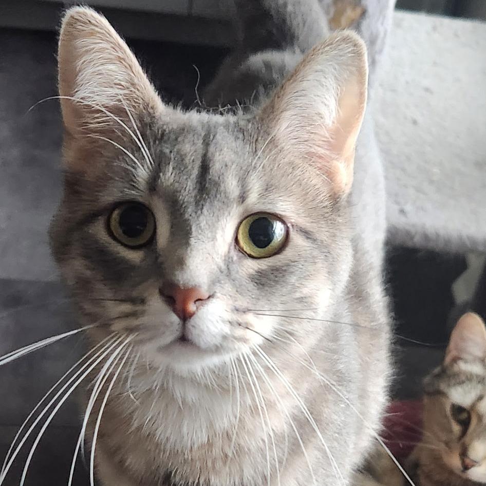 Enlarge Sable, a Adoptable Domestic Short Hair in Southington, OH image 3/4