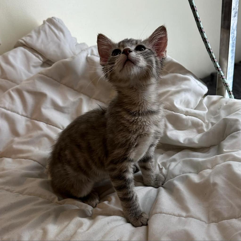 Enlarge Sable, a Adoptable Domestic Short Hair in Southington, OH image 2/2