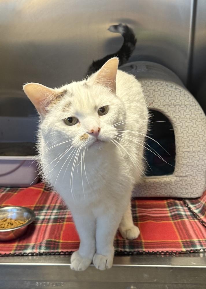 Enlarge AC Lenny, a Adoptable Domestic Short Hair in Fremont, NE image 1/1