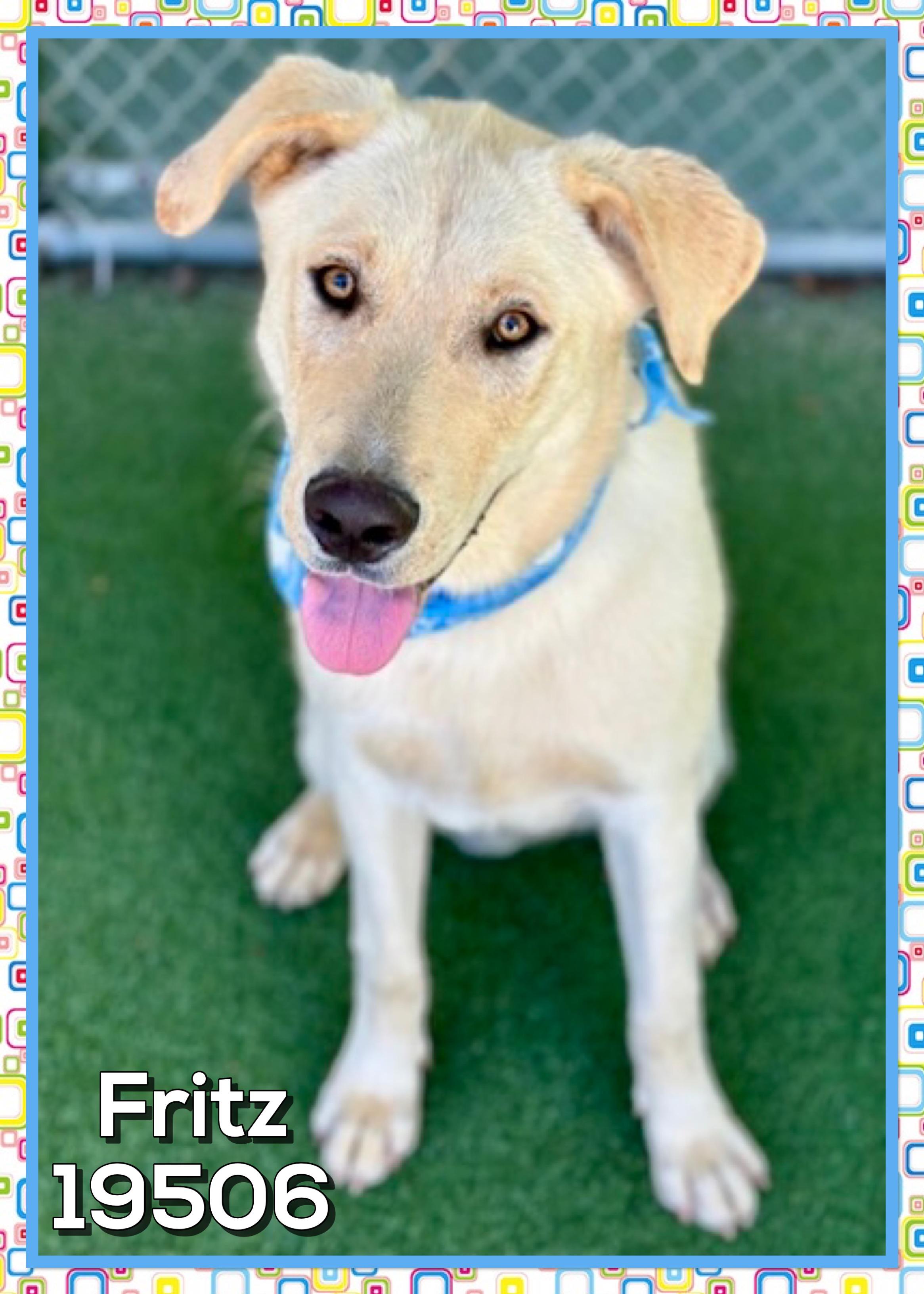 FRITZ, a ADOPTABLE mixed breed in Marietta, GA image 2/5