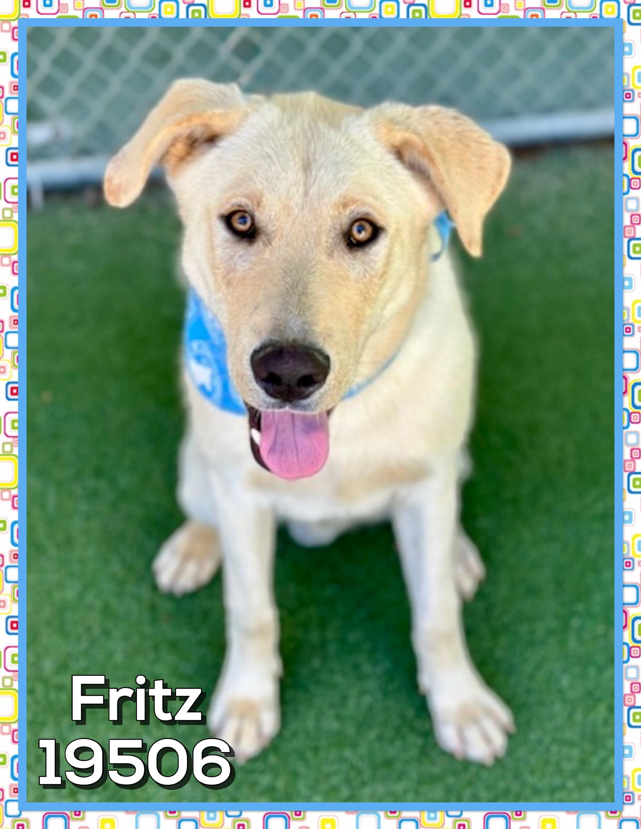 FRITZ, a ADOPTABLE mixed breed in Marietta, GA image 4/5
