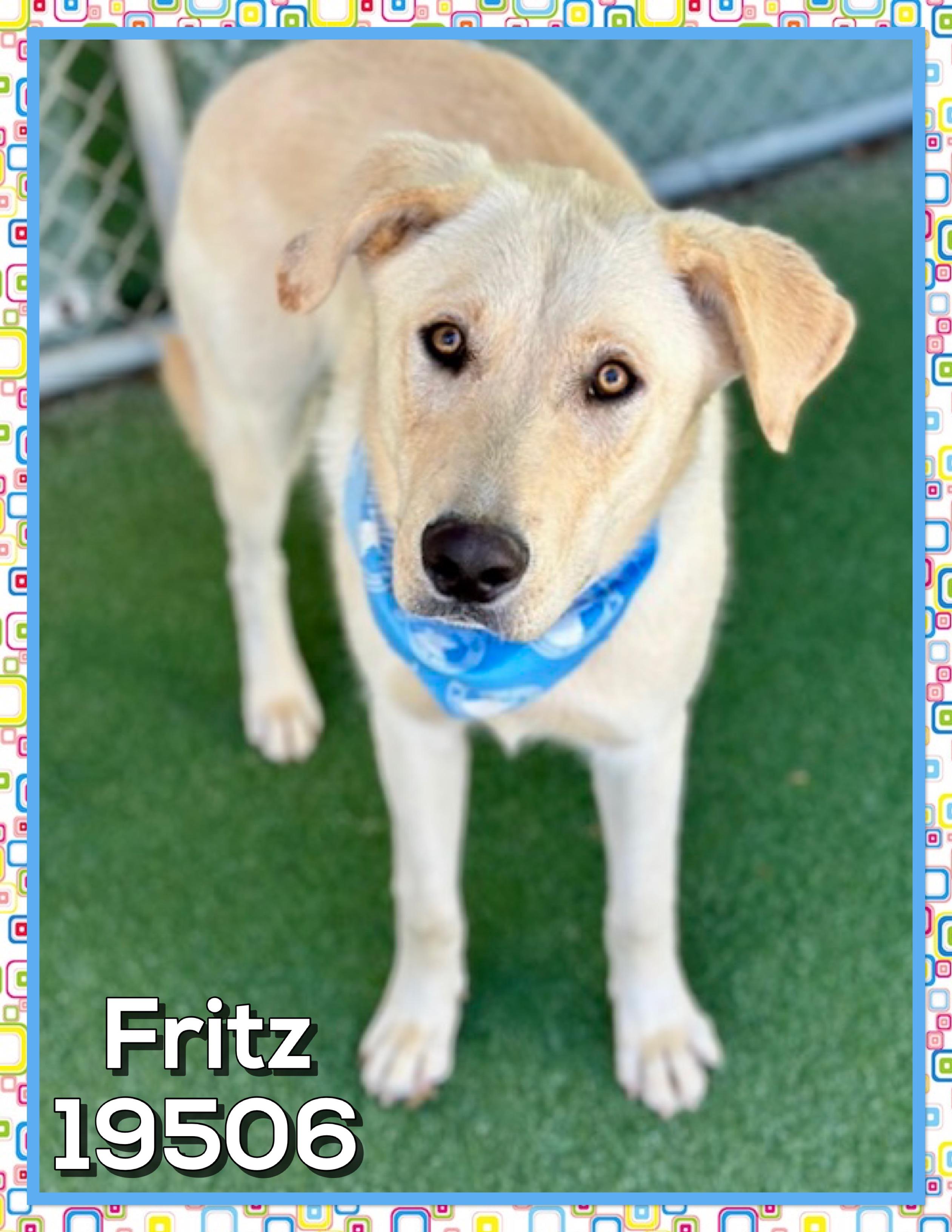 FRITZ, a ADOPTABLE mixed breed in Marietta, GA image 5/5